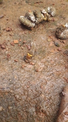 Heraclides anchisiades