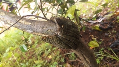 Heraclides anchisiades