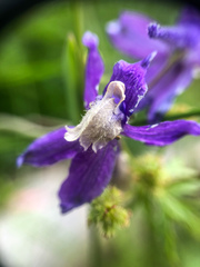 Delphinium sutherlandii