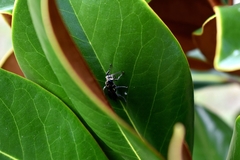 Larra bicolor