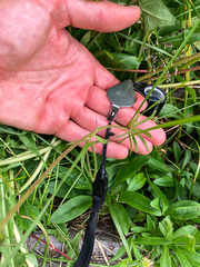 Delphinium sutherlandii
