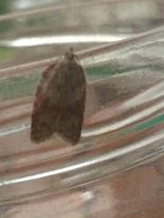 Acleris sparsana