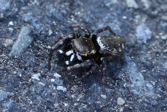 Metaphidippus manni