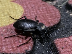 Carabus taedatus