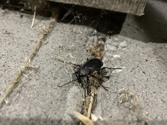 Carabus taedatus