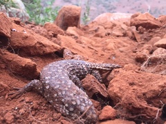 Egernia stokesii zellingi