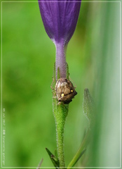 Eysarcoris guttigerus