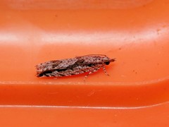 Holocola thalassinana