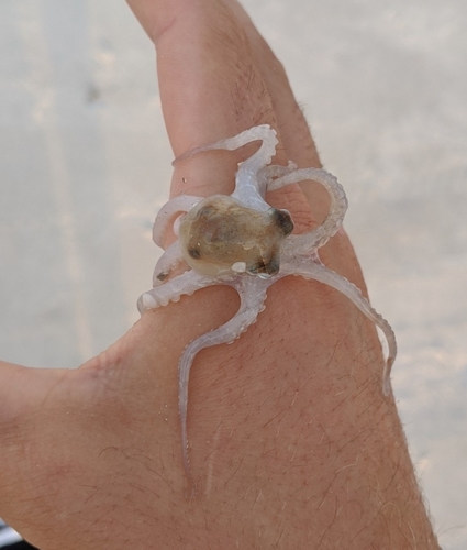 Atlantic Pygmy Octopus (Octopus joubini), a species recorded in Florida