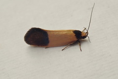 Merocroca automima
