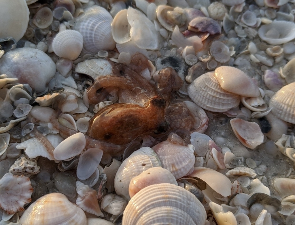 Atlantic Pygmy Octopus