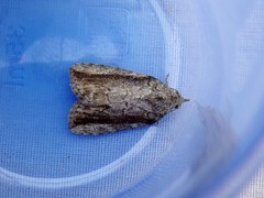 Etanna clopaea