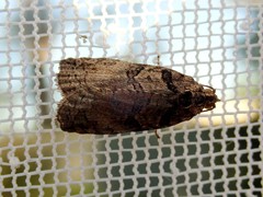 Cryptoptila australana