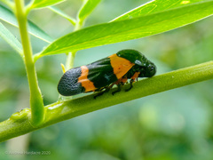 Cosmoscarta abdominalis