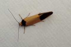 Merocroca automima