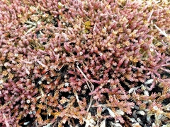 Dracophyllum prostratum