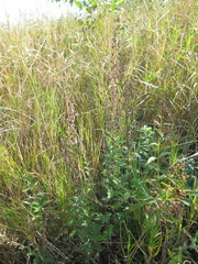 Artemisia integrifolia