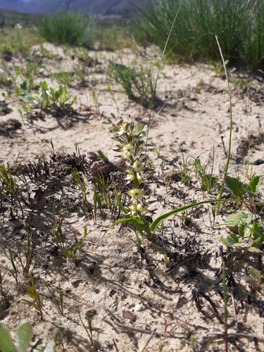 Wurmbea monopetala (Wurmbea monopetala)