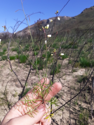 Image of Heliophila concatenata by (c) Brian du Preez, some rights reserved (CC BY-SA)
