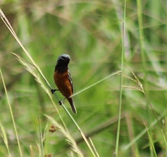 Sporophila ruficollis