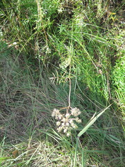 Ostericum maximowiczii