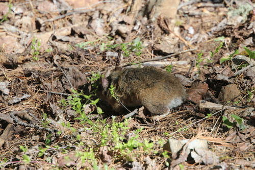 Mexican Woodrat