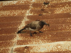 Pycnonotus barbatus