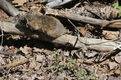 Neotoma mexicana mexicana