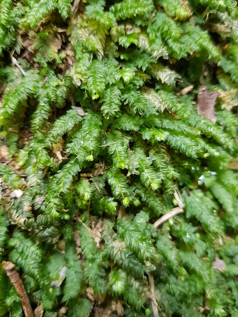 Mesochaete