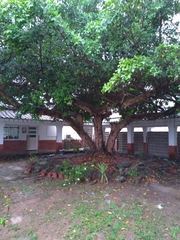Ficus microcarpa microcarpa