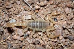 Paruroctonus becki
