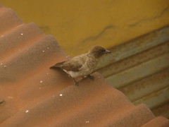 Pycnonotus barbatus