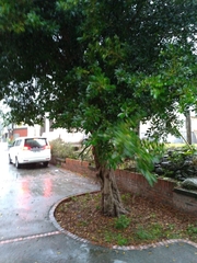 Ficus microcarpa microcarpa