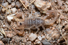 Paruroctonus becki
