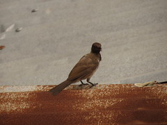 Pycnonotus barbatus