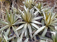 Celmisia semicordata aurigans