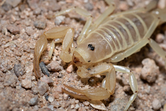 Paruroctonus becki