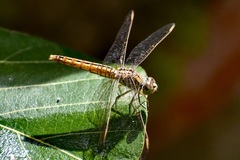 Brachythemis contaminata