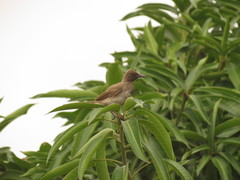 Pycnonotus barbatus