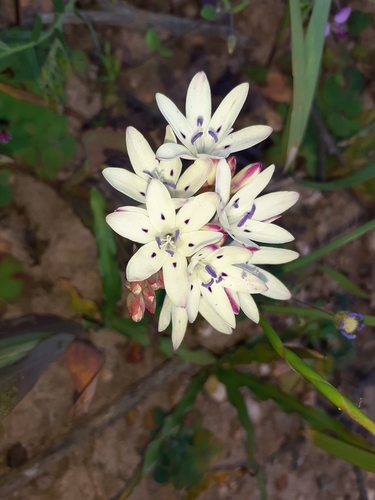 Yellow Paintpetal (Codonorhiza fastigiata)