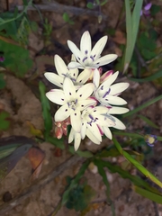 Codonorhiza fastigiata