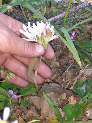 Image of Codonorhiza fastigiata by (c) Brian du Preez, some rights reserved (CC BY-SA)