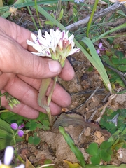 Codonorhiza fastigiata