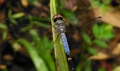 Libellulidae