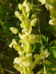 Pterygodium volucris