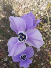 Moraea gigandra