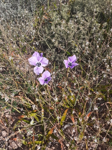 Moraea gigandra, photograph 4