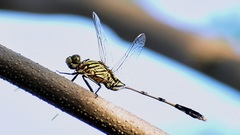 Orthetrum sabina