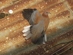 Streptopelia senegalensis