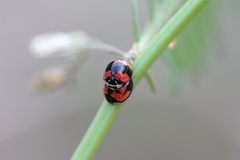 Cheilomenes sexmaculata